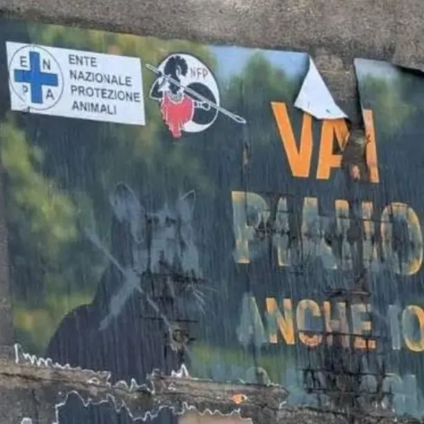 Gallina, continua la mattanza dei felini. Nfp: «Non è follia, è criminalità. Le istituzioni tacciono»