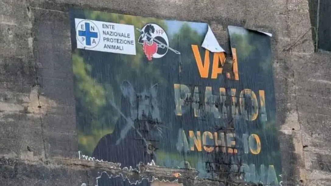Gallina, continua la mattanza dei felini. Nfp: «Non è follia, è criminalità. Le istituzioni tacciono»