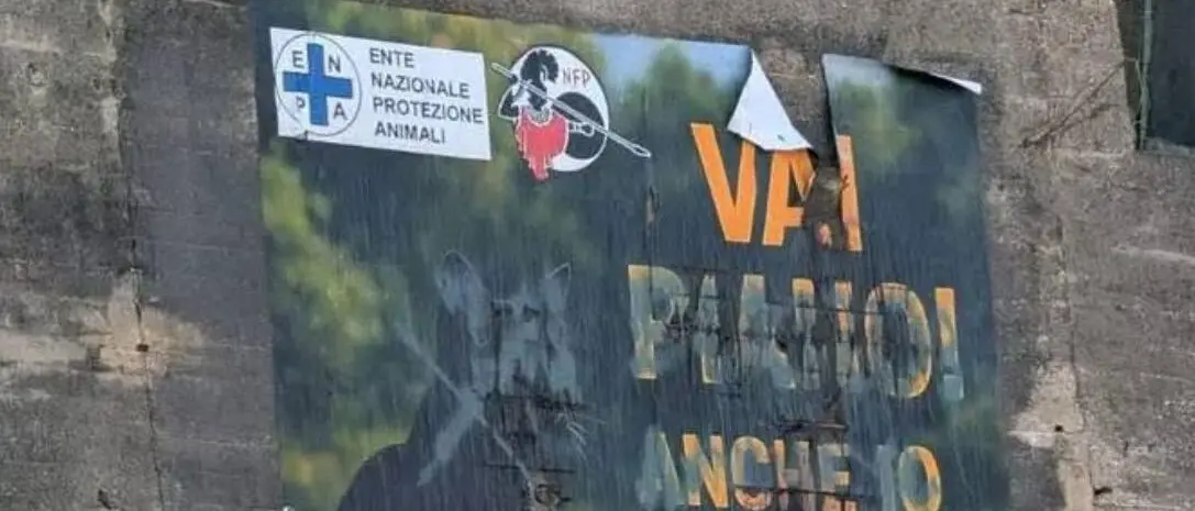 Gallina, continua la mattanza dei felini. Nfp: «Non è follia, è criminalità. Le istituzioni tacciono»