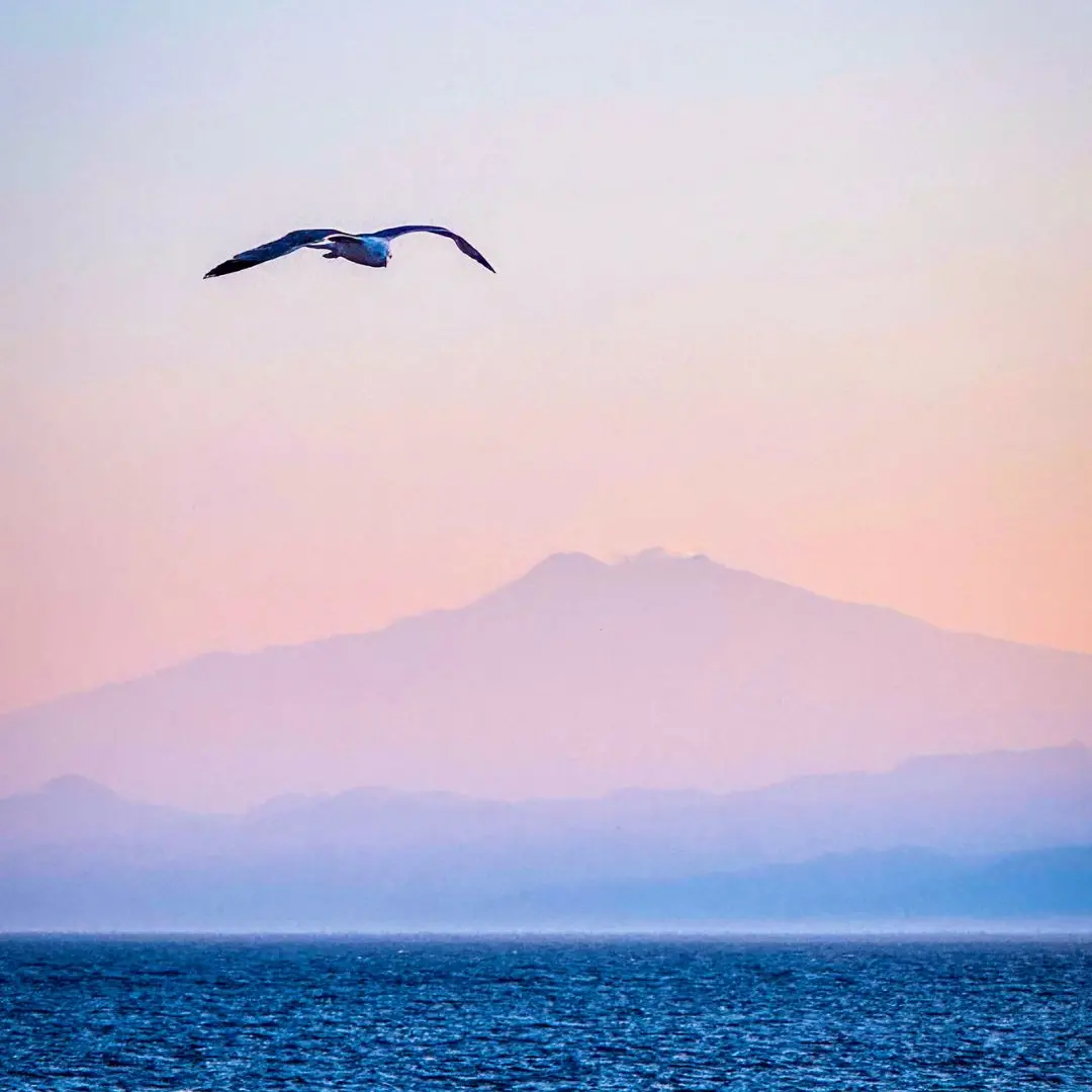 LA FOTO DEL GIORNO | Ali sul Mediterraneo