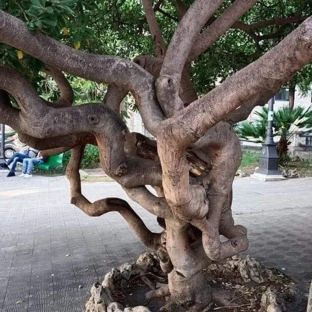 Fondazione Mediterranea: «Piano per il verde pubblico: più ombre che luci»