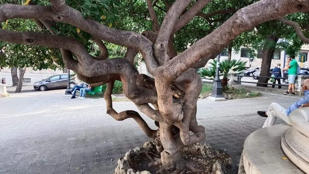 Fondazione Mediterranea: «Piano per il verde pubblico: più ombre che luci»