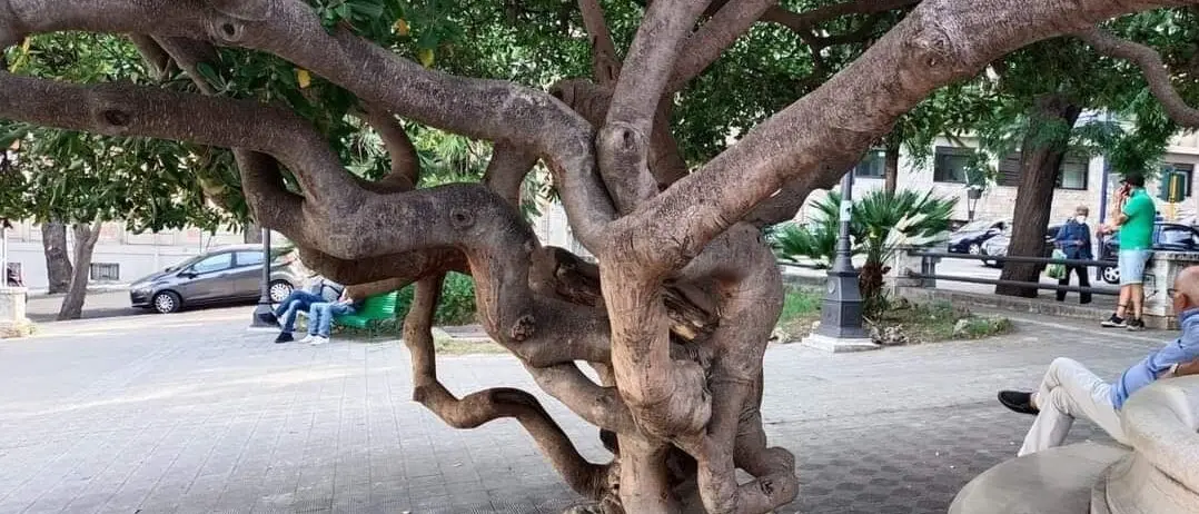 Fondazione Mediterranea: «Piano per il verde pubblico: più ombre che luci»