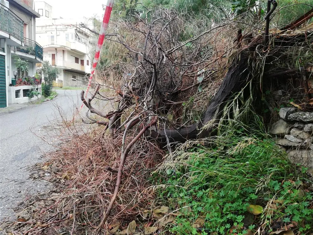 Motta, crolla albero in via Ulisse. Crea: «I veri lavori alla garibaldina»