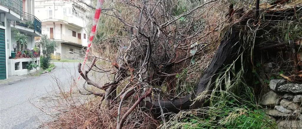 Motta, crolla albero in via Ulisse. Crea: «I veri lavori alla garibaldina»