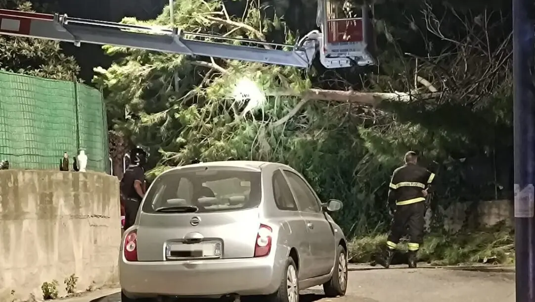 Reggio, crolla un albero nel parco sul viale Europa: paura tra i presenti