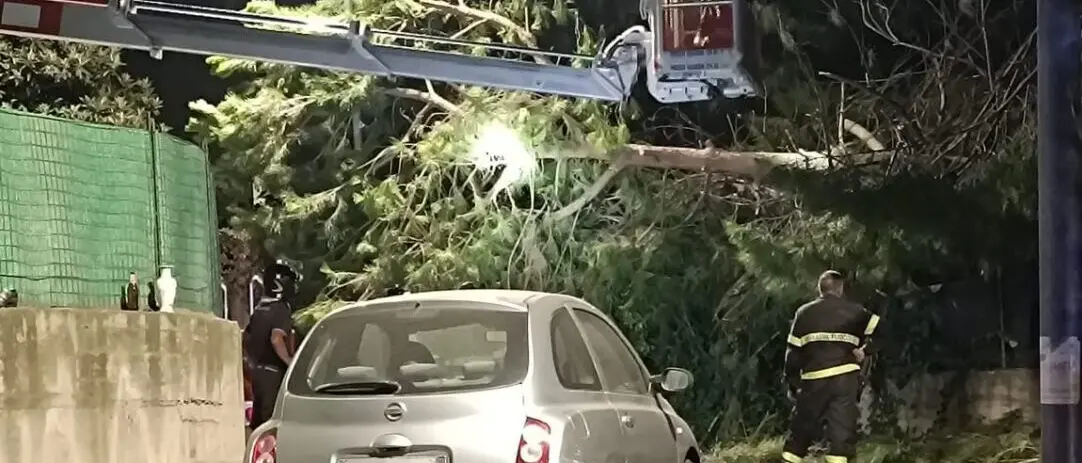 Reggio, crolla un albero nel parco sul viale Europa: paura tra i presenti