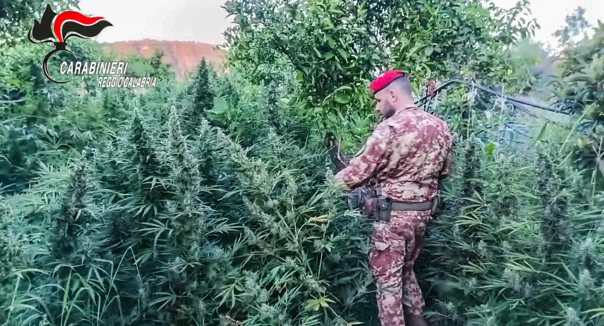 A Stilo e Monasterace una “giungla verde” e un arsenale da guerra: maxi operazione dei Carabinieri - VIDEO