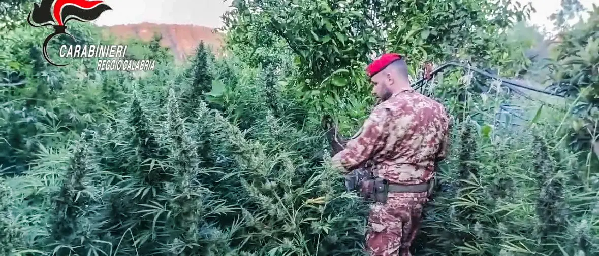 A Stilo e Monasterace una “giungla verde” e un arsenale da guerra: maxi operazione dei Carabinieri - VIDEO