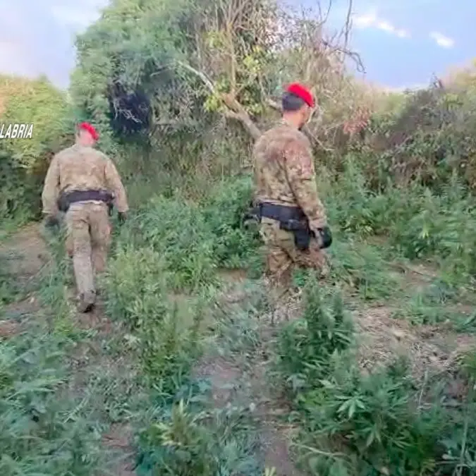 Tra Nicotera e San Ferdinando sequestrate oltre due mila piante di Marijuana: arrestati due reggini in flagranza - VIDEO