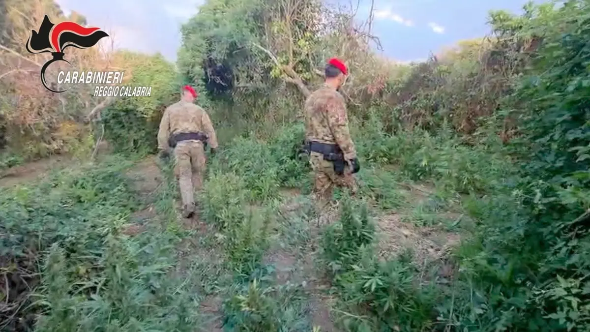 Tra Nicotera e San Ferdinando sequestrate oltre due mila piante di Marijuana: arrestati due reggini in flagranza - VIDEO