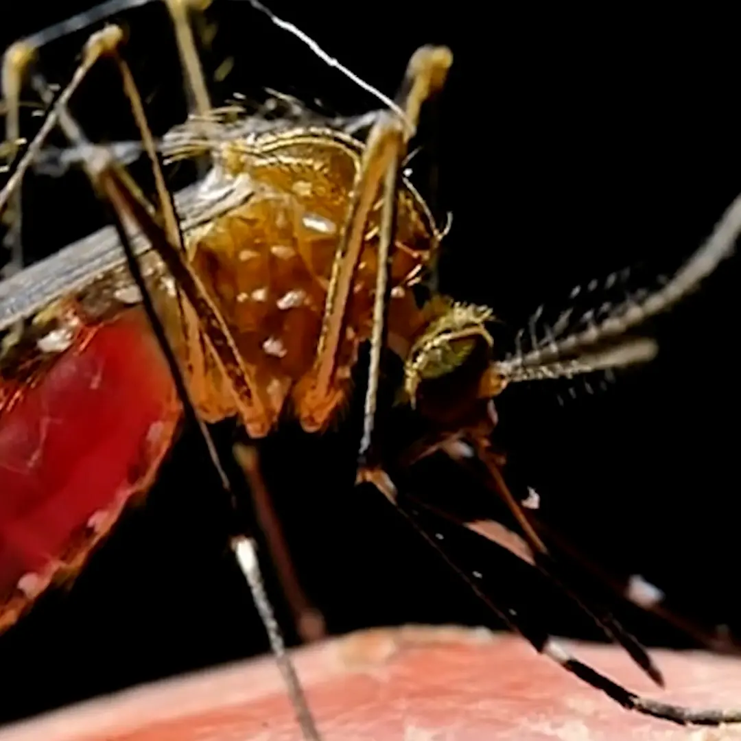 West Nile, disinfestazione straordinaria a Locri e Siderno nella notte tra l’11 e il 12 agosto