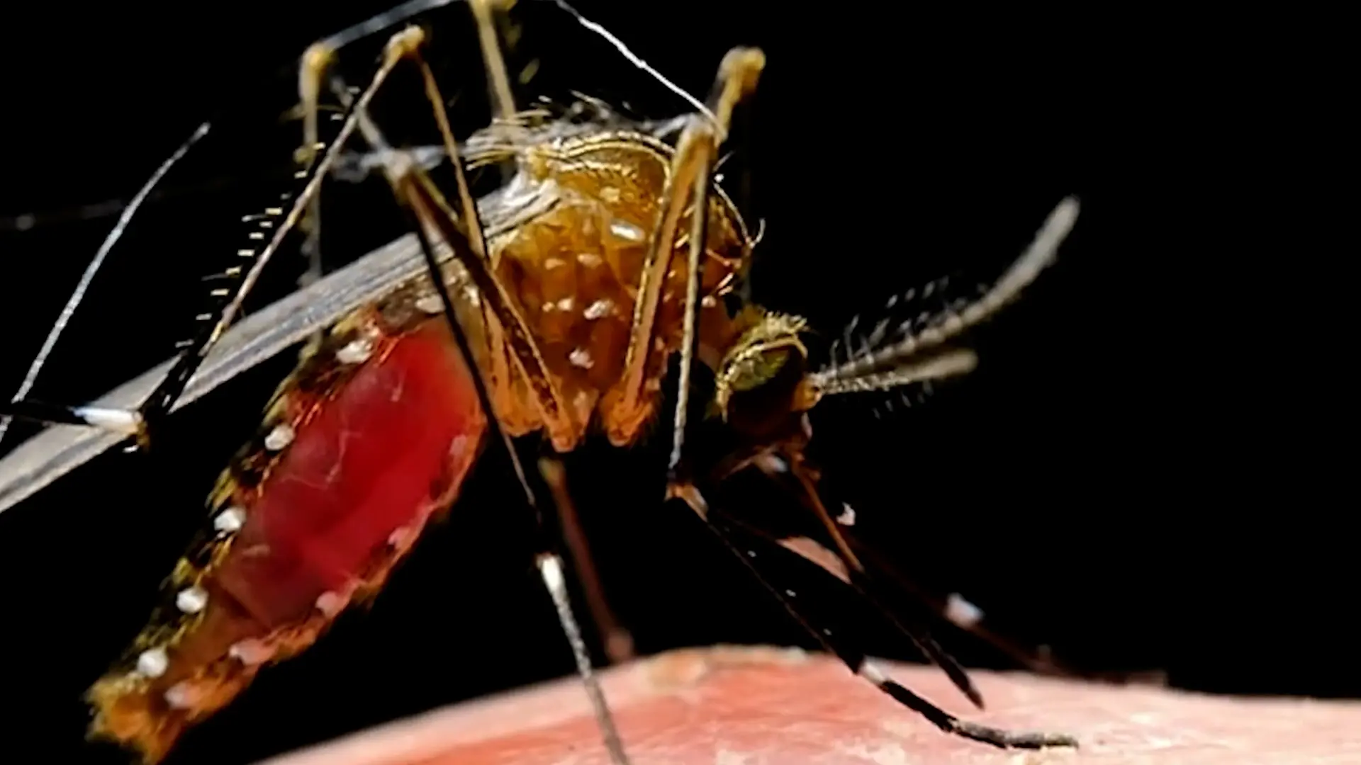 West Nile, disinfestazione straordinaria a Locri e Siderno nella notte tra l’11 e il 12 agosto