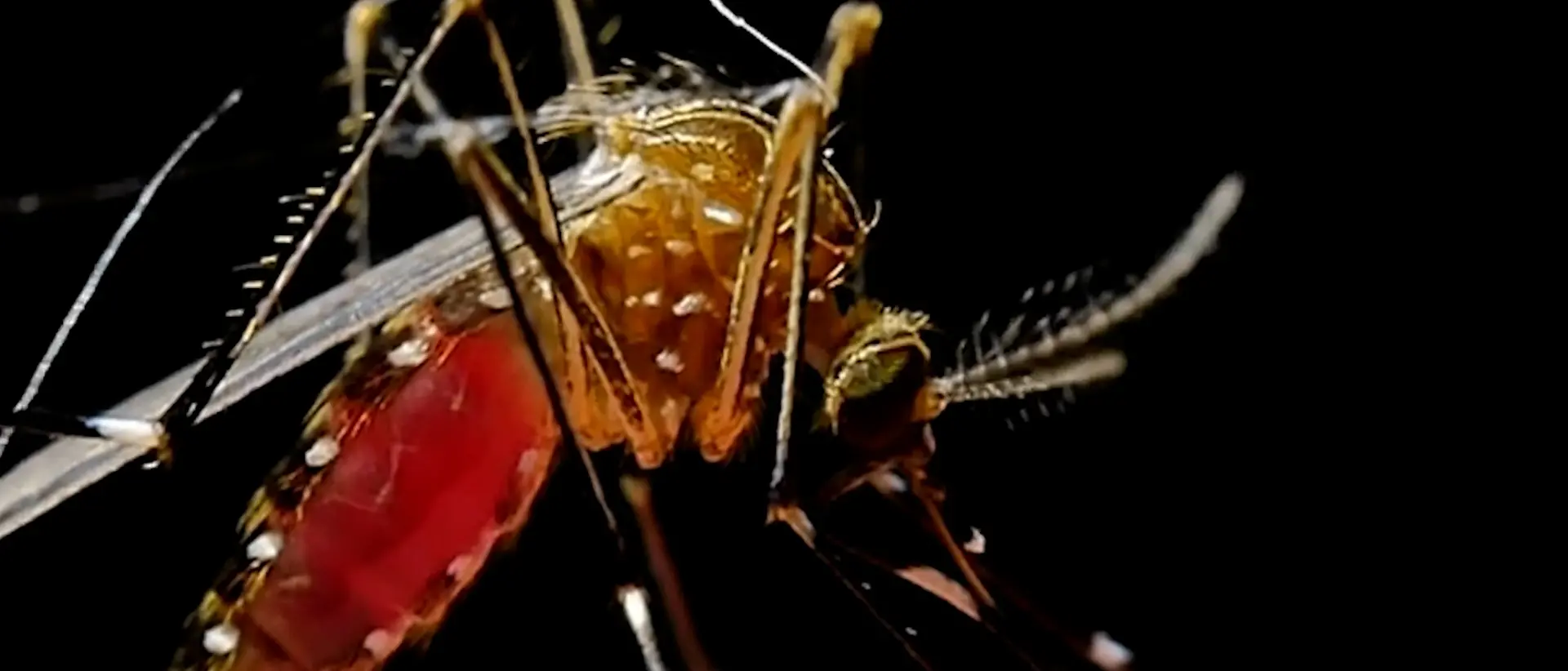 West Nile, disinfestazione straordinaria a Locri e Siderno nella notte tra l’11 e il 12 agosto