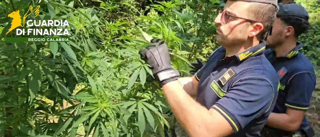 Sant'Eufemia d'Aspromonte, sequestrata maxi piantagione di cannabis