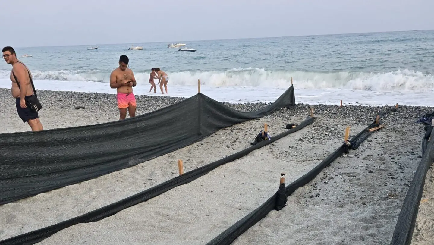 Area Grecanica, tartarughe Caretta caretta: nido schiuso a Brancaleone, in arrivo Condofuri - FOTO