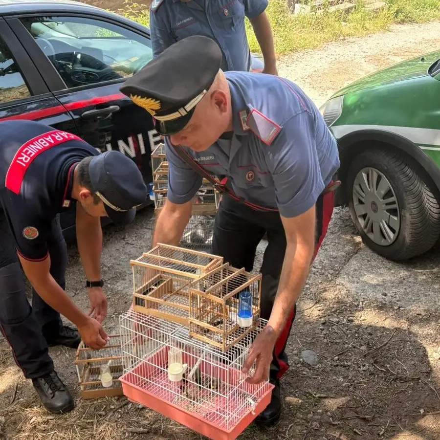 Villa, cardellini protetti in gabbia e coltello in auto: una denuncia