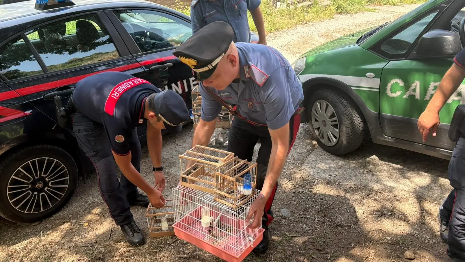 Villa, cardellini protetti in gabbia e coltello in auto: una denuncia