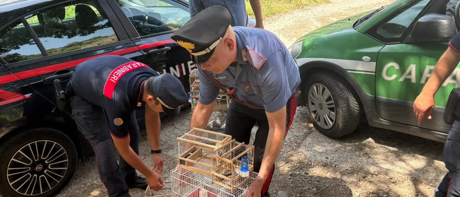 Villa, cardellini protetti in gabbia e coltello in auto: una denuncia