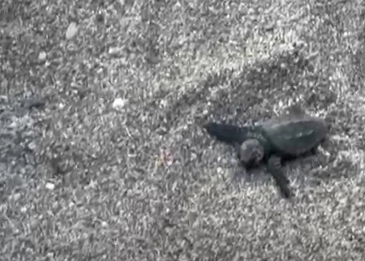 Caretta caretta, a Punta Pellaro la schiusa che incanta la costa reggina