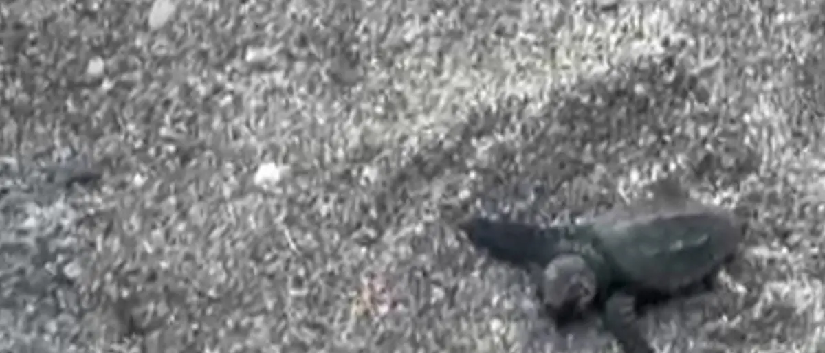 Caretta caretta, a Punta Pellaro la schiusa che incanta la costa reggina