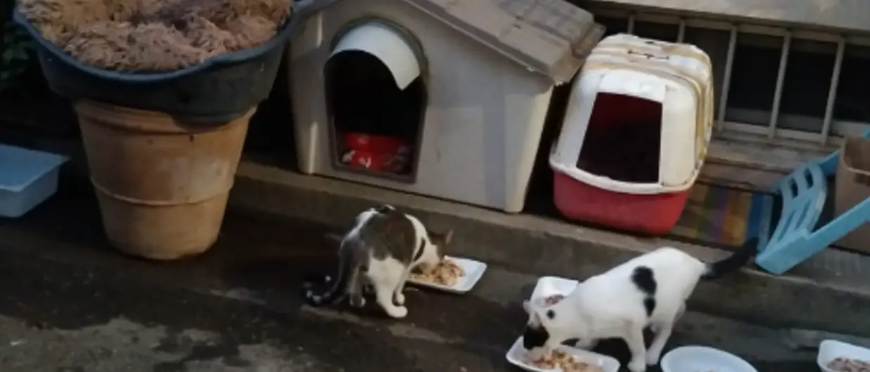 Bagnara Calabra, allarme randagismo: «colonie feline in aumento nel silenzio dalle istituzioni»