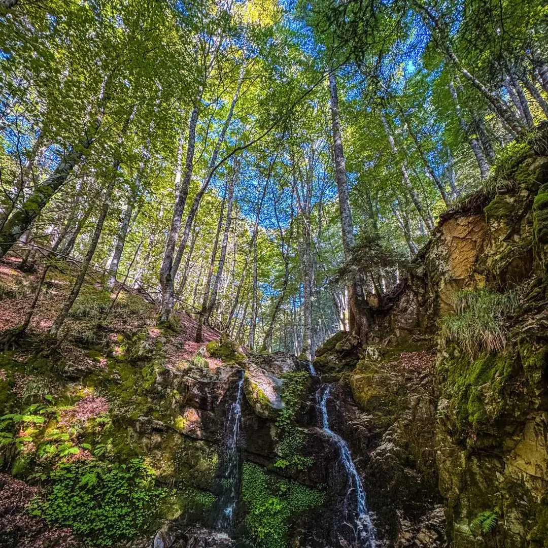 LA FOTO DEL GIORNO | Sussurri d'acqua nella faggeta incantata