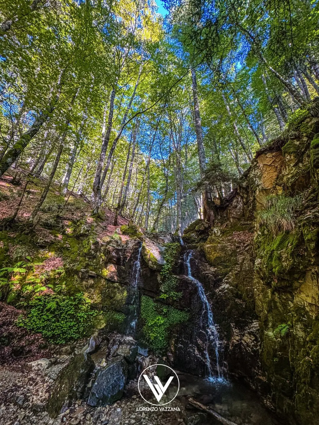 LA FOTO DEL GIORNO | Sussurri d'acqua nella faggeta incantata