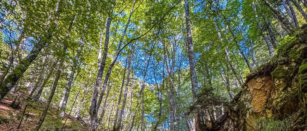 LA FOTO DEL GIORNO | Sussurri d'acqua nella faggeta incantata
