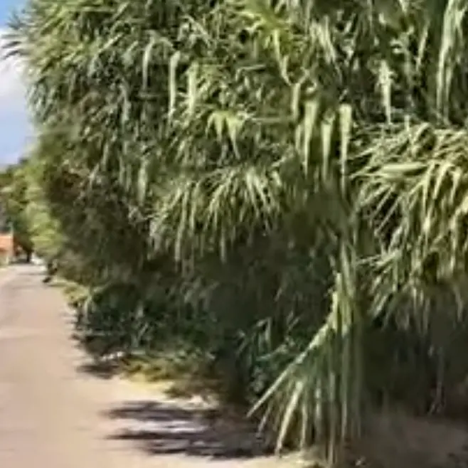 Reggio, De Biasi: «A Rosalì la strada inghiottita dalla vegetazione mette a rischio la sicurezza»