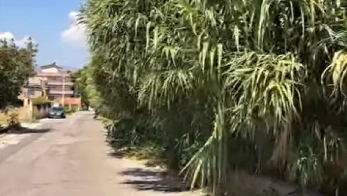 Reggio, De Biasi: «A Rosalì la strada inghiottita dalla vegetazione mette a rischio la sicurezza»
