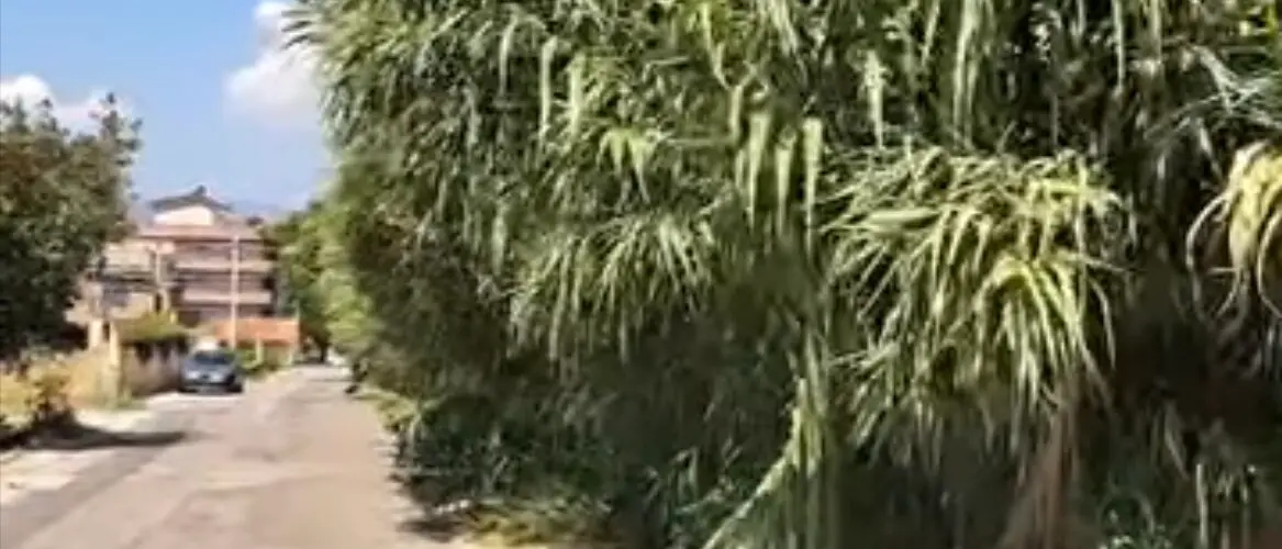 Reggio, De Biasi: «A Rosalì la strada inghiottita dalla vegetazione mette a rischio la sicurezza»