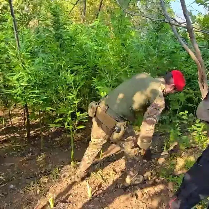 Careri, i Carabinieri scoprono piantagione di canapa indiana: arrestato un uomo in flagranza di reato