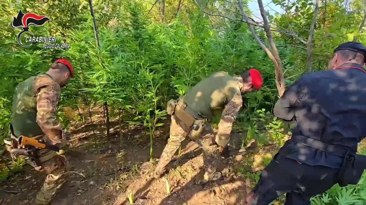 Careri, i Carabinieri scoprono piantagione di canapa indiana: arrestato un uomo in flagranza di reato