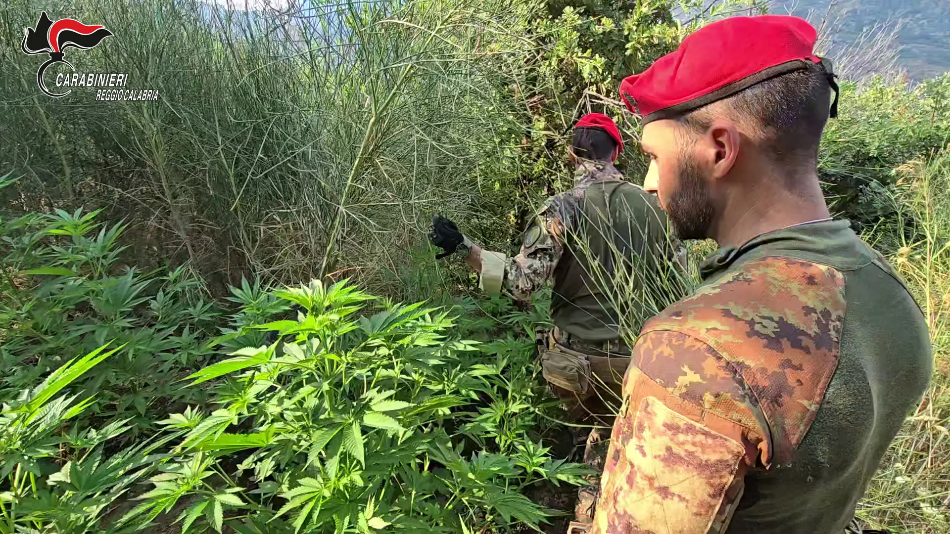 Scoperta e distrutta una vasta piantagione di canapa indiana in Aspromonte