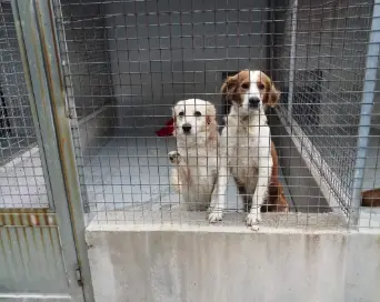 È Natale anche al canile di Mortara per Pablo e Dalì