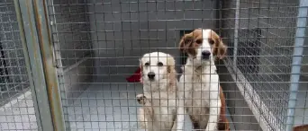 È Natale anche al canile di Mortara per Pablo e Dalì