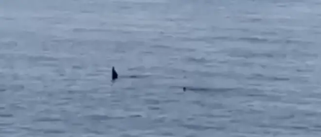 Tre orche avvistate nello Stretto di Messina, forse sono quelle di Genova