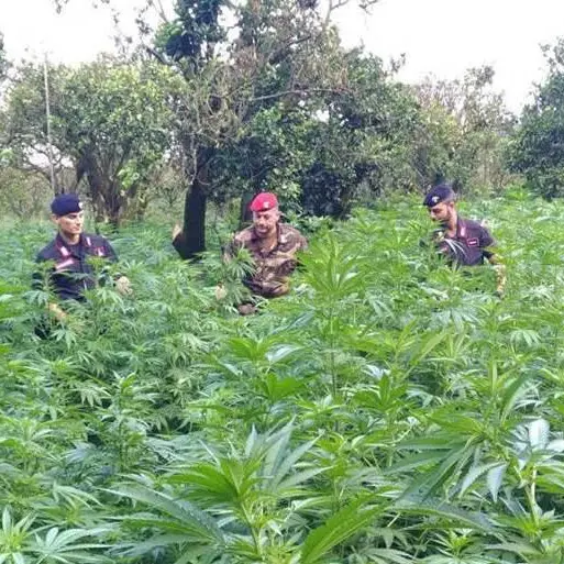Ritrovata a Canolo piantagione di marijuana. Tre uomini in manette
