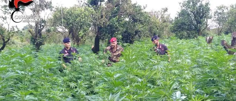Ritrovata a Canolo piantagione di marijuana. Tre uomini in manette