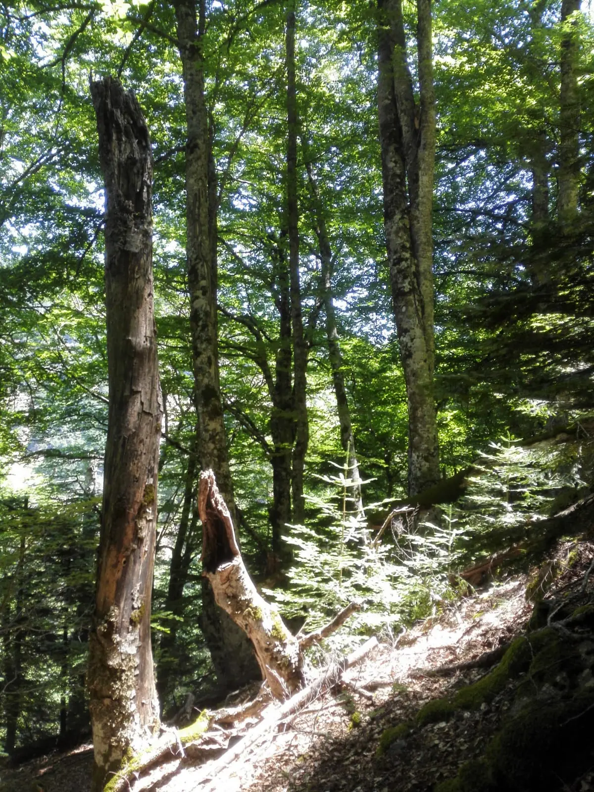 Parco Aspromonte, la Valle infernale nel sito seriale Unesco