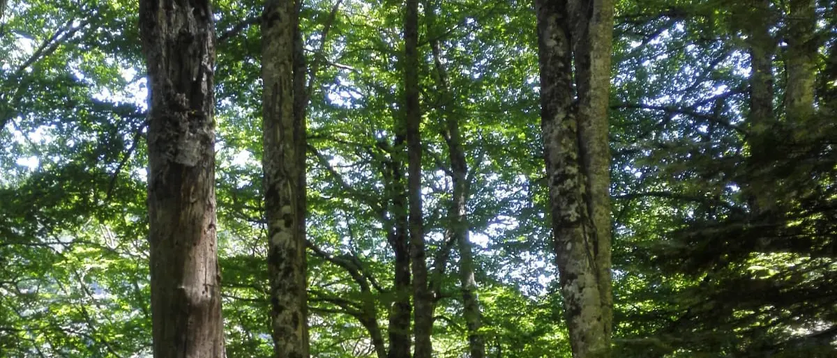 Parco Aspromonte, la Valle infernale nel sito seriale Unesco