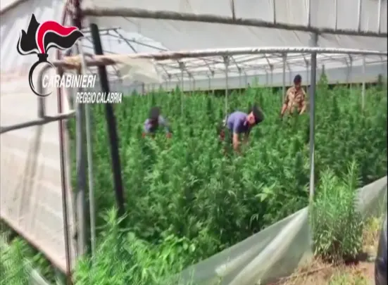 Piana di Gioia Tauro, sgominata centrale di produzione della droga. NOMI E DETTAGLI