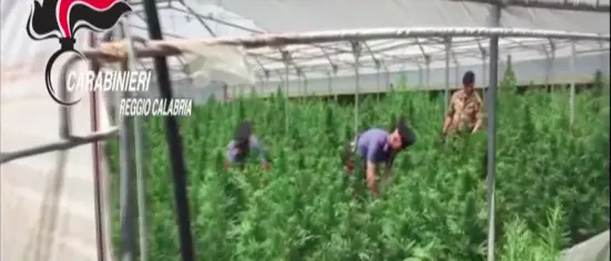 Piana di Gioia Tauro, sgominata centrale di produzione della droga. NOMI E DETTAGLI