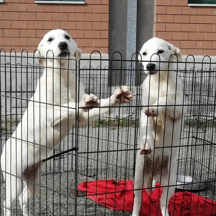 Il canile di Mortara e quelle promesse non mantenute