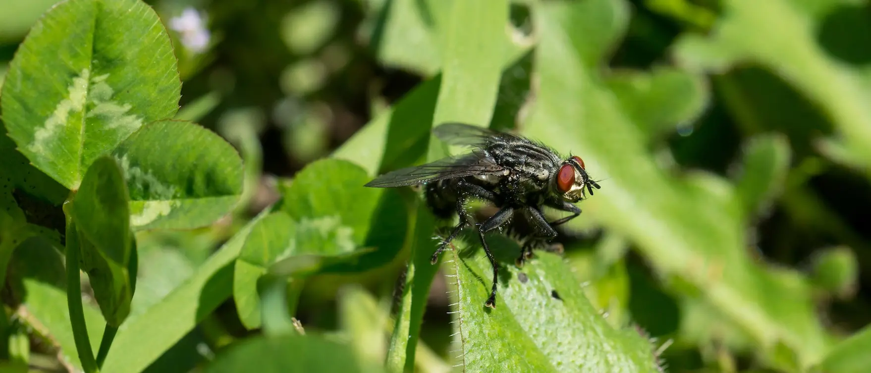 Parco dell’Aspromonte, valutazione dei boschi con lo studio degli insetti