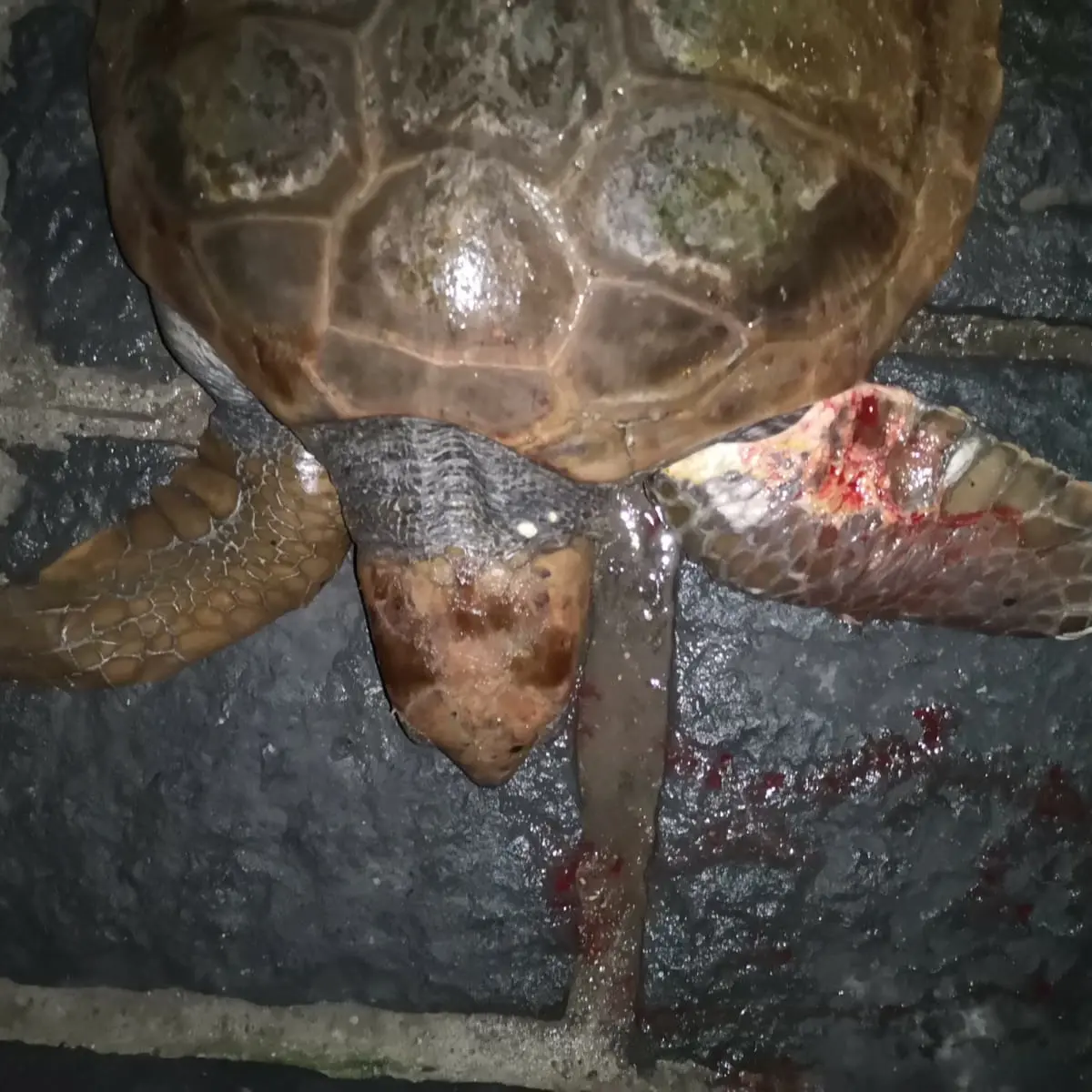 Una tartaruga ferita è stata messa in salvo al porto di Scilla