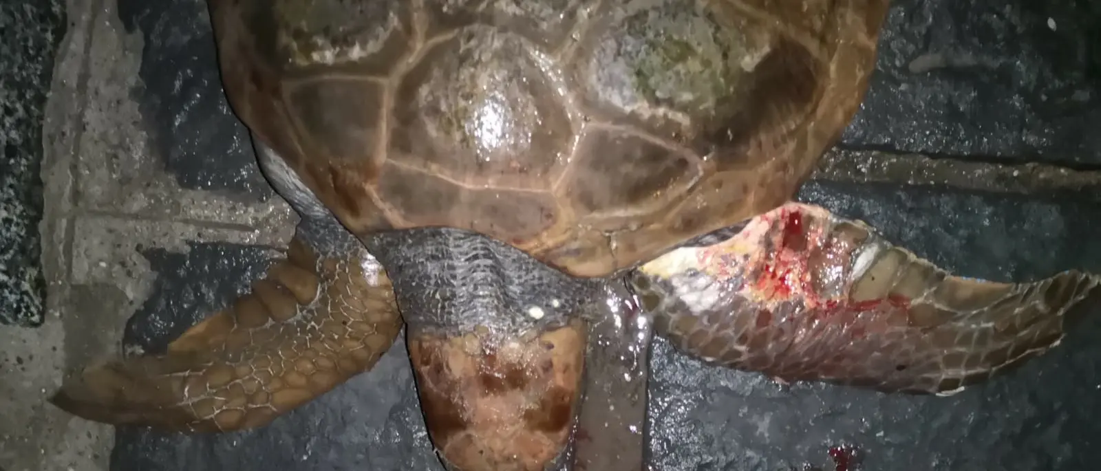 Una tartaruga ferita è stata messa in salvo al porto di Scilla