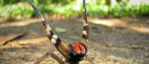 Dal Brasile a Gioia Tauro il ragno che stimola l'erezione. Ma può essere letale