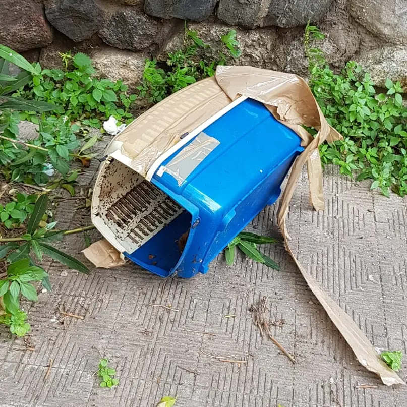Orrore a Reggio, gatto bruciato vivo in un trasportino